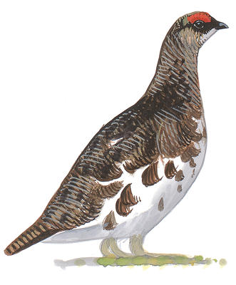 331x400 willow ptarmigan audubon field guide - Ptarmigan Drawing