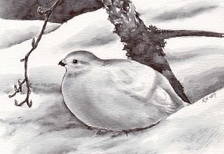 320x221 willow ptarmigan southeast alaska sketchbook - Ptarmigan Drawing