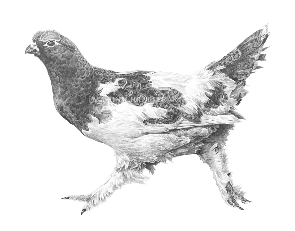 1000x783 willow ptarmigan mason schratter art - Ptarmigan Drawing