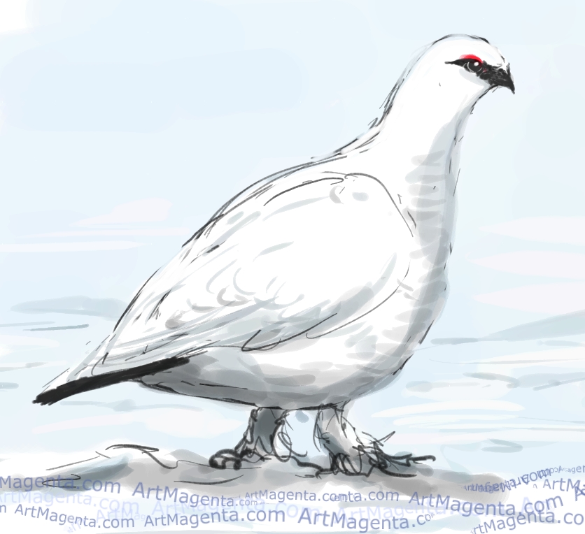 836x764 birds rock ptarmigan - Ptarmigan Drawing