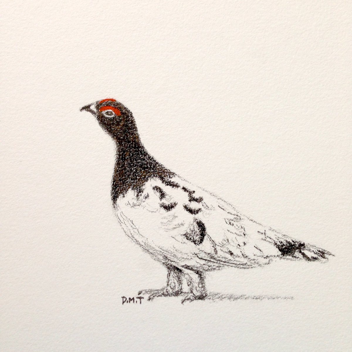 1200x1200 daniel on twitter daily drawing - Ptarmigan Drawing