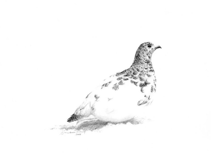 838x610 drawings - Ptarmigan Drawing
