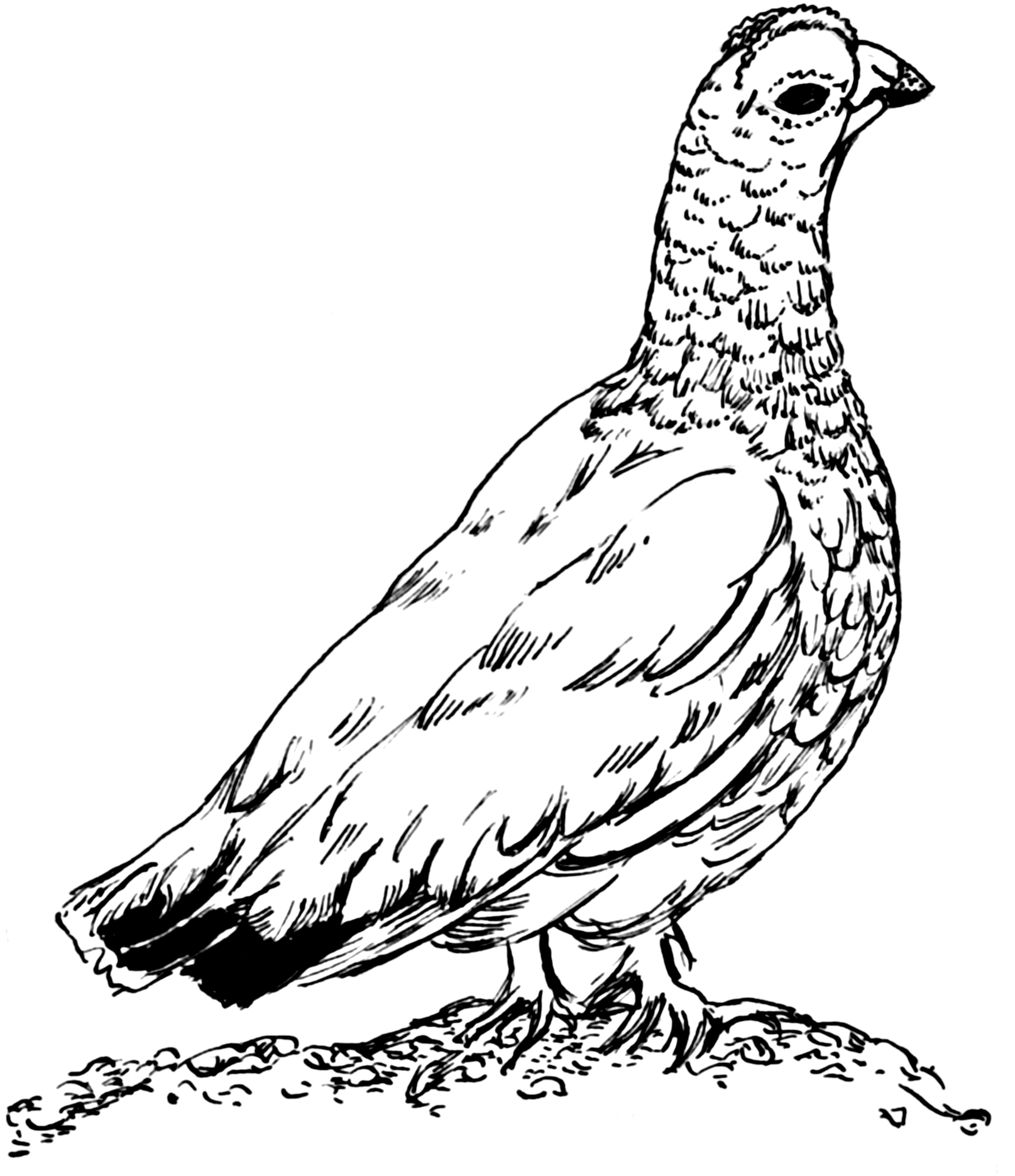 1615x1872 fileptarmigan - Ptarmigan Drawing