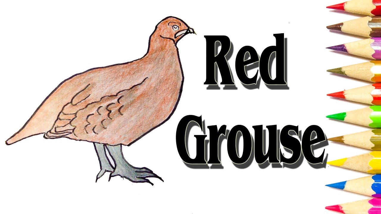 1280x720 how to draw red grouse thumb for kids - Ptarmigan Drawing