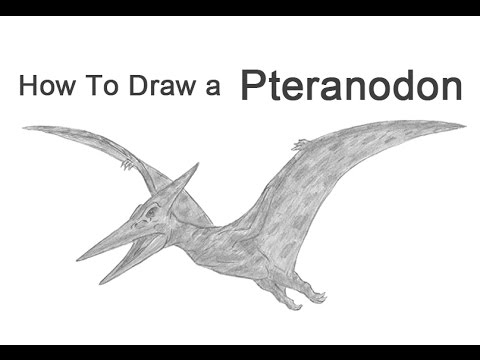 480x360 How To Draw A Pteranodon - Pteranodon Drawing