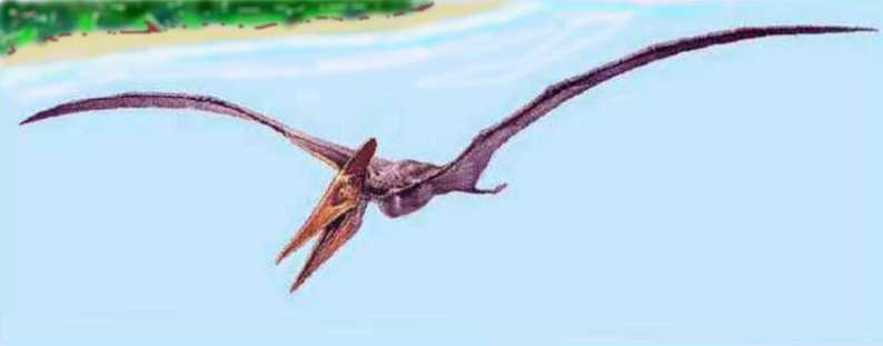 794x311 Pteranodon - Pteranodon Drawing