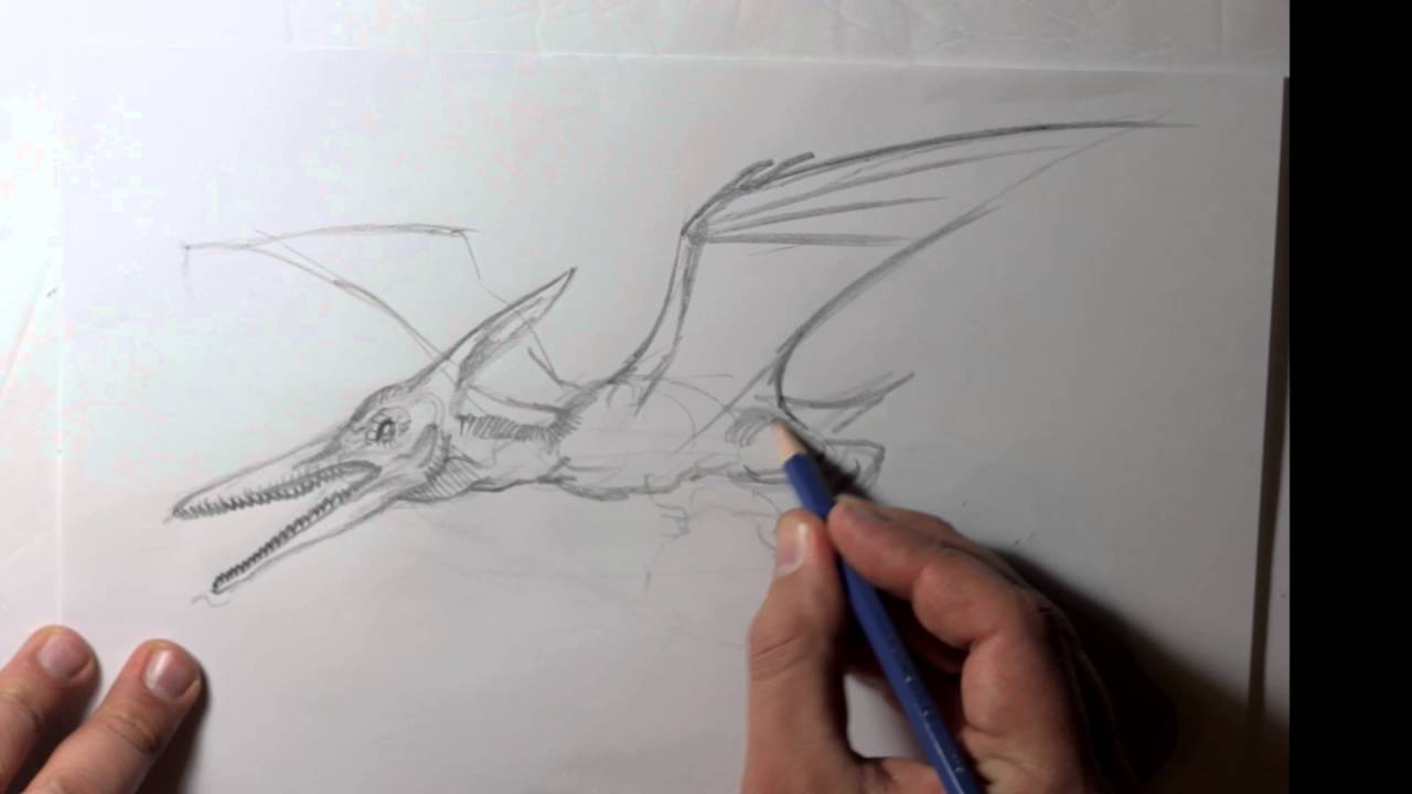 1280x720 Pteranodon Drawing Minute Dinosaur Sketch - Pteranodon Drawing