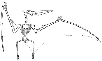350x209 Pteranodon Facts Lesson For Kids - Pteranodon Drawing