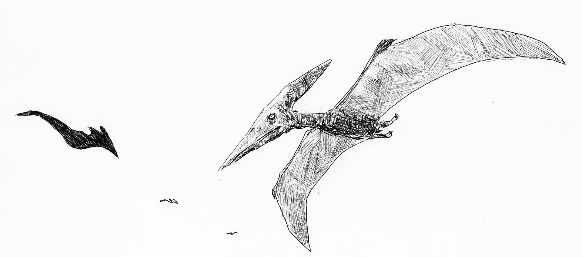 1920x849 tokyo dinosaurs - Pteranodon Drawing