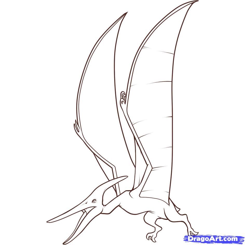 944x944 How To Draw A Pteranodon Step Amazing Art Drawings, Online - Pteranodon Drawing