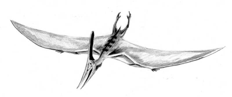 800x334 Filepteranodon Bw - Pteranodon Drawing