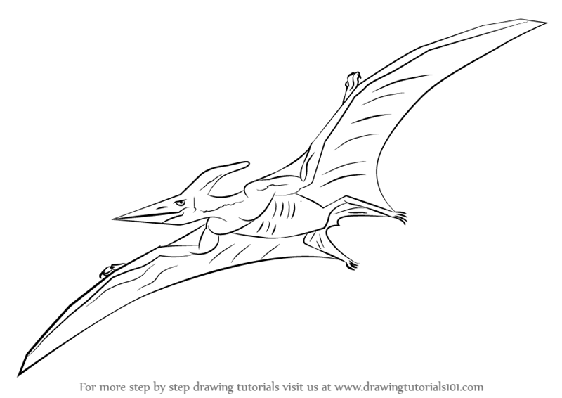 800x566 learn how to draw a pterodactyl - Pterodactyl Drawing