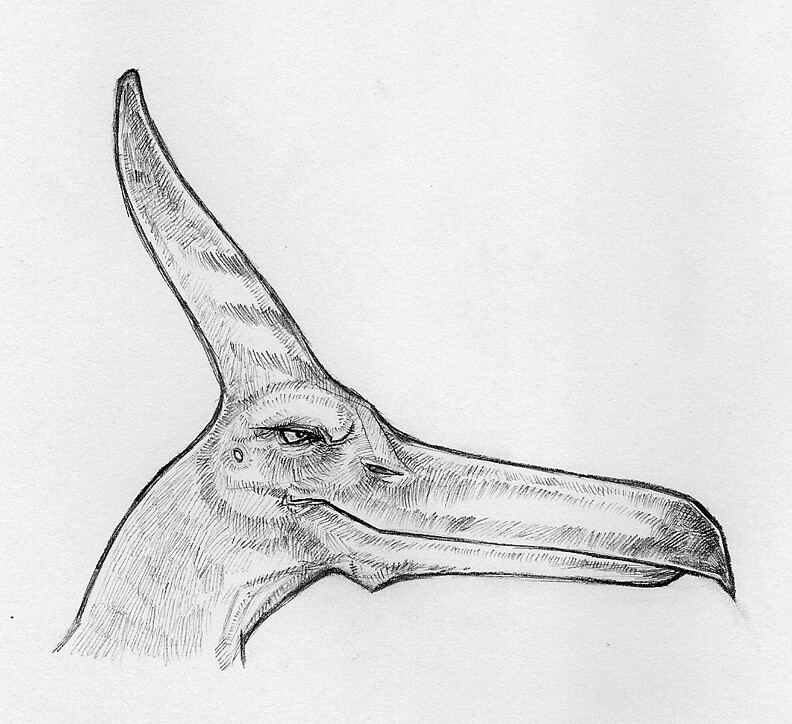 792x724 the world's best photos of drawing and pterodactyl - Pterodactyl Drawing
