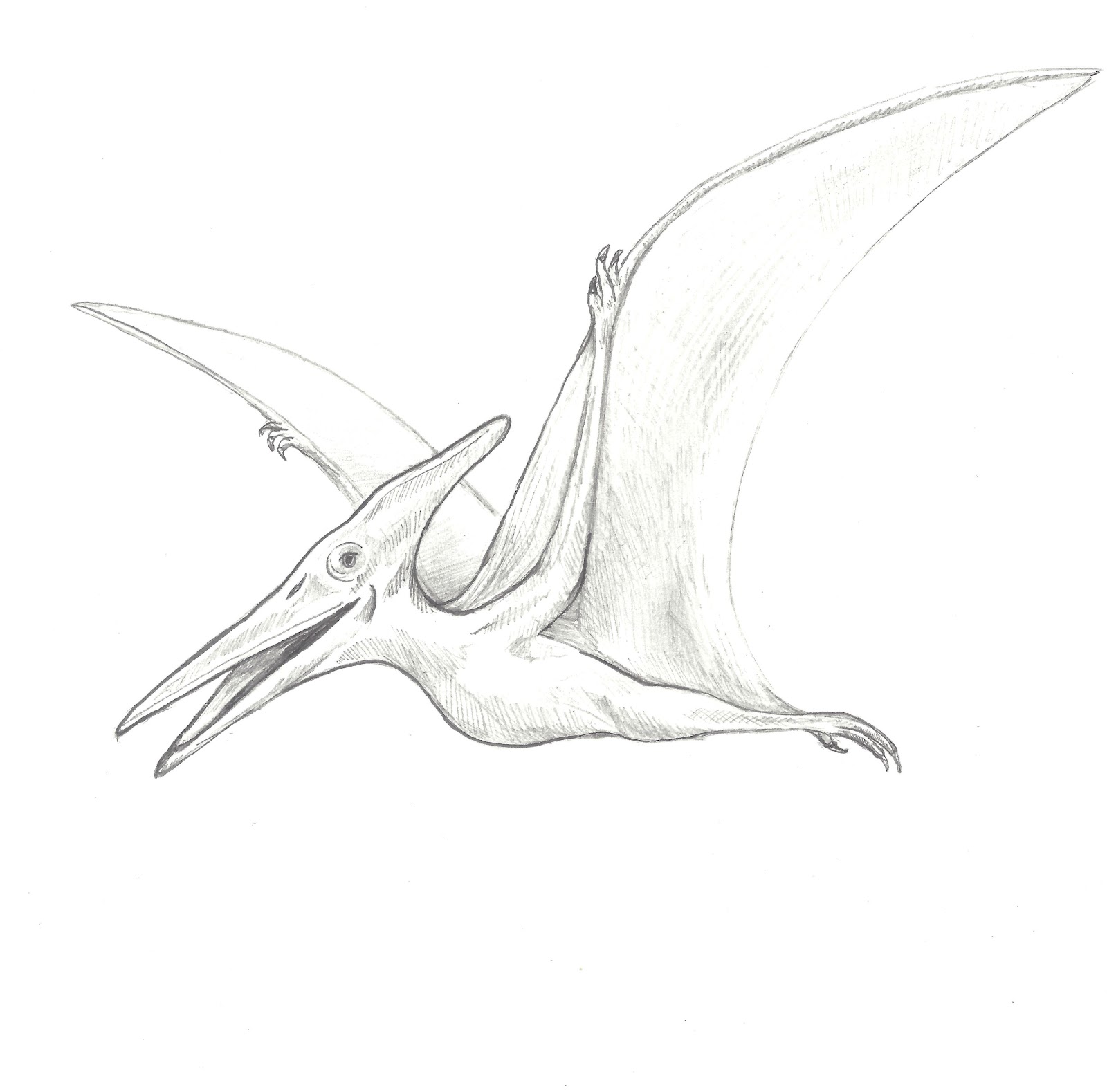 Pterodactyl Drawing at Explore collection of
