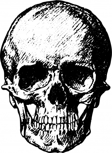 453x615 Human Skull Free Stock Photo - Public Domain Drawings