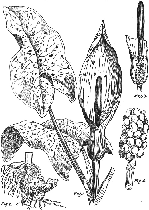 521x732 Reusable Art - Public Domain Drawings