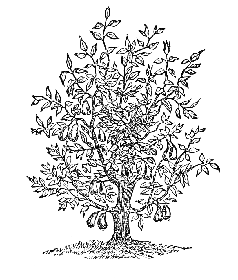 821x964 Vintage Fig Tree Drawing - Public Domain Drawings