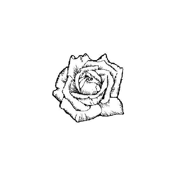 600x600 Rose - Public Domain Drawings