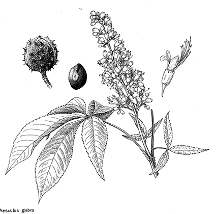 425x420 Catalogue Of The Botanical Art Collection - Public Domain Drawings