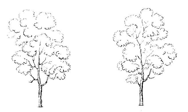 657x392 Simple Tree Drawings From Simple Black Lines On A White - Public Drawing