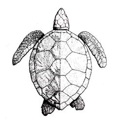 236x255 turtle outline diy crafts turtle painting, turtle outline - Public Drawing