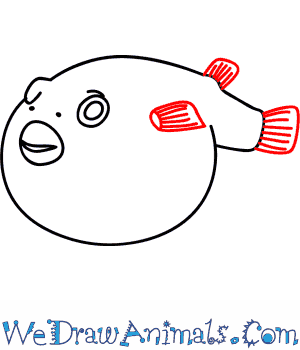 300x350 How To Draw A Puffer Fish - Puffer Fish Drawing