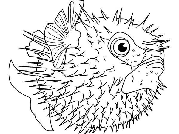 Puffer Fish Drawing at PaintingValley.com | Explore collection of ...