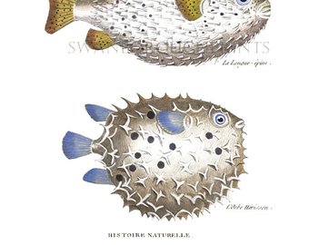 340x270 Puffer Fish Print Etsy - Puffer Fish Drawing