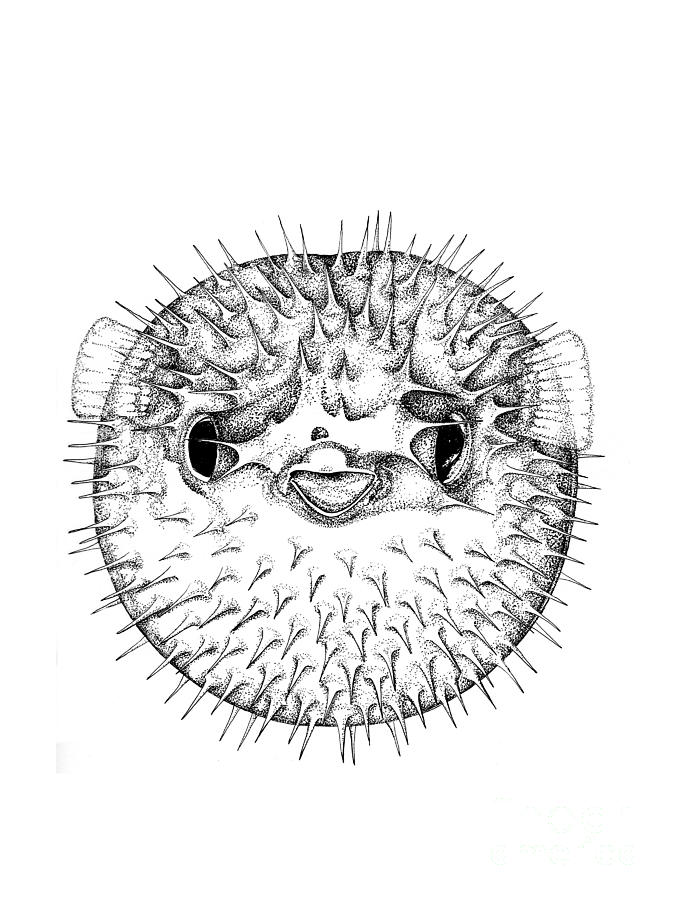 675x900 pufferfish stippling illustration drawing - Puffer Fish Drawing