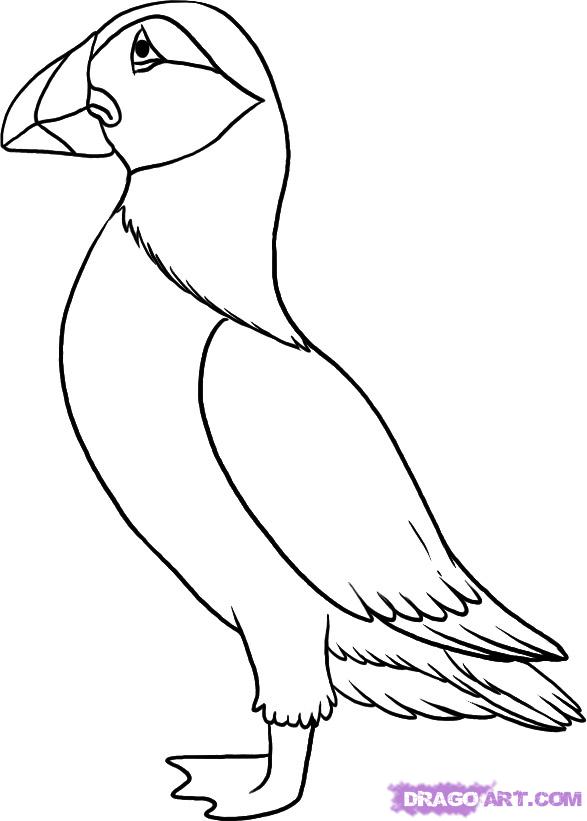 587x821 How To Draw A Puffin, Step - Puffin Drawing
