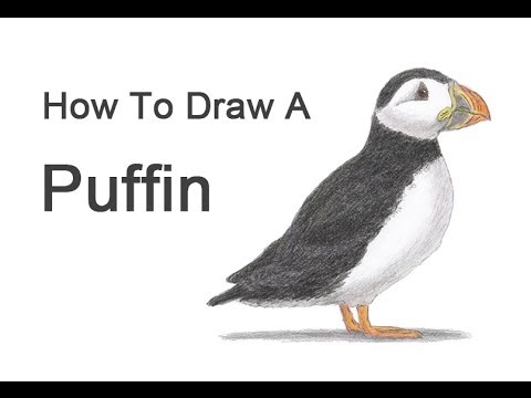 480x360 How To Draw A Puffin - Puffin Drawing