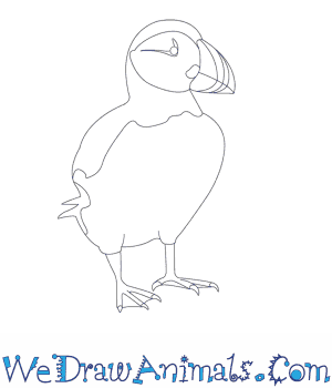 300x350 How To Draw A Puffin - Puffin Drawing