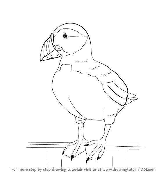578x596 Learn How To Draw A Puffin - Puffin Drawing