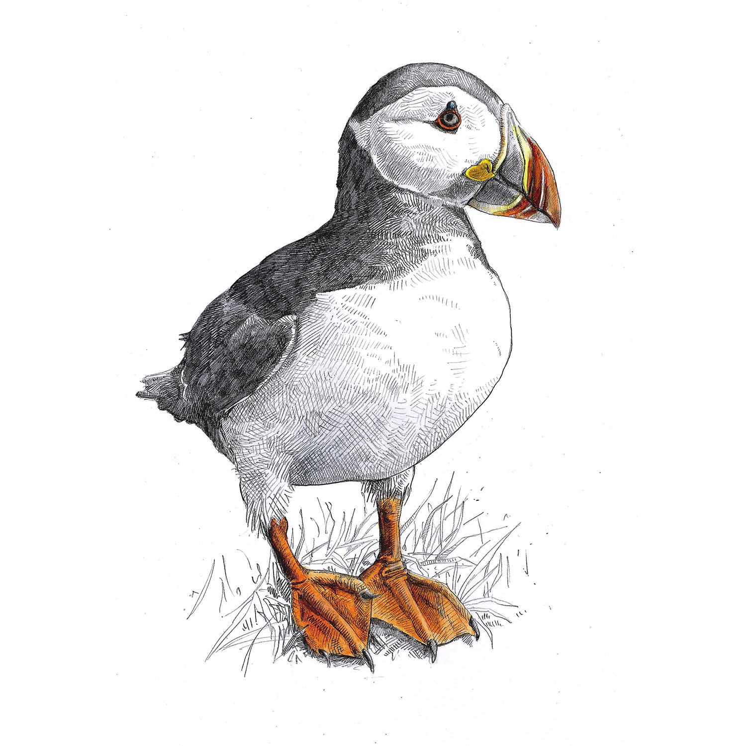 Puffin Drawing at PaintingValley.com | Explore collection of Puffin Drawing