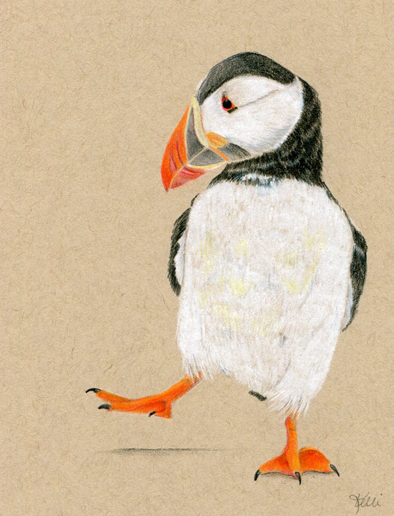794x1039 Puffin Dance Original Colored Pencil Drawing Illustration Etsy - Puffin Drawing
