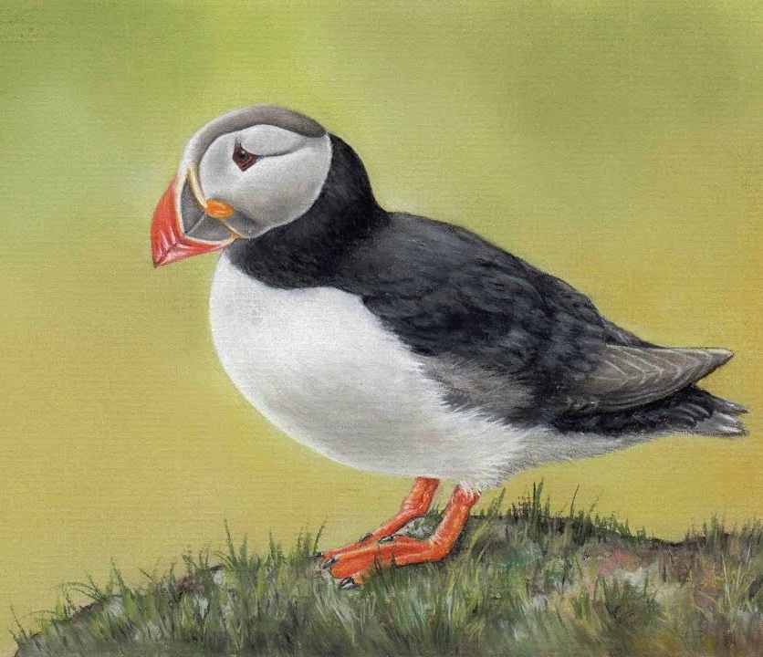 Puffin Drawing at Explore collection of Puffin Drawing