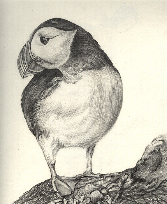 573x700 Puffin Drawing - Puffin Drawing