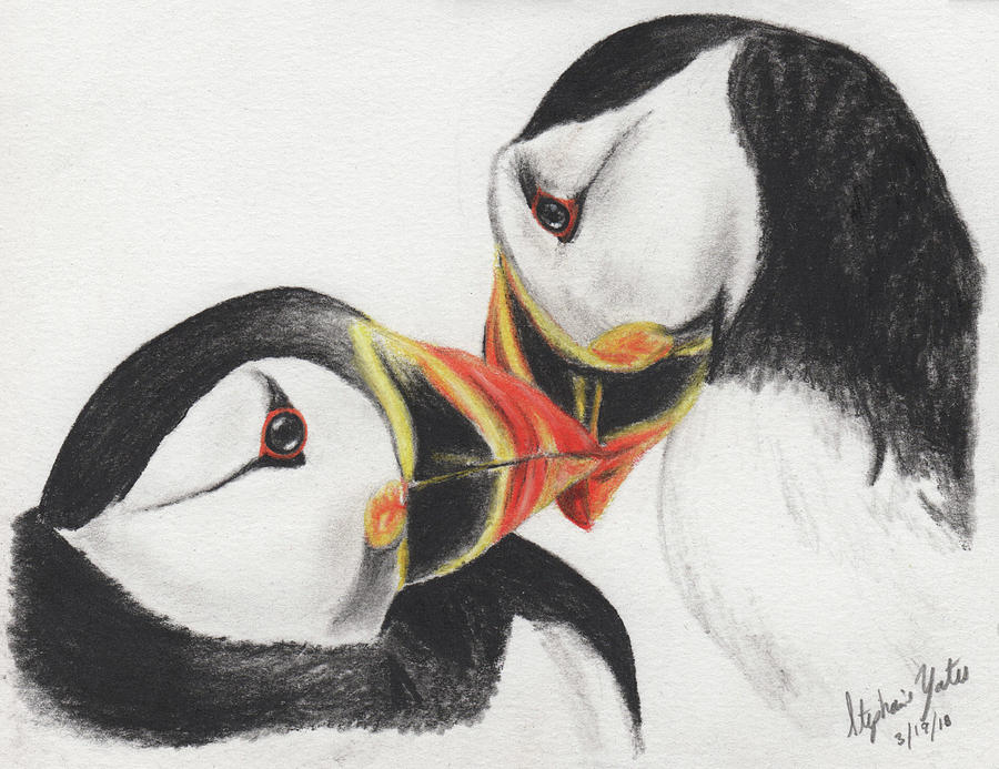 900x693 Puffin Kisses Drawing - Puffin Drawing
