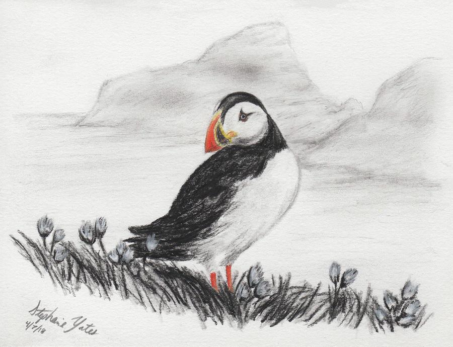 900x690 Puffin On An Isle Drawing - Puffin Drawing