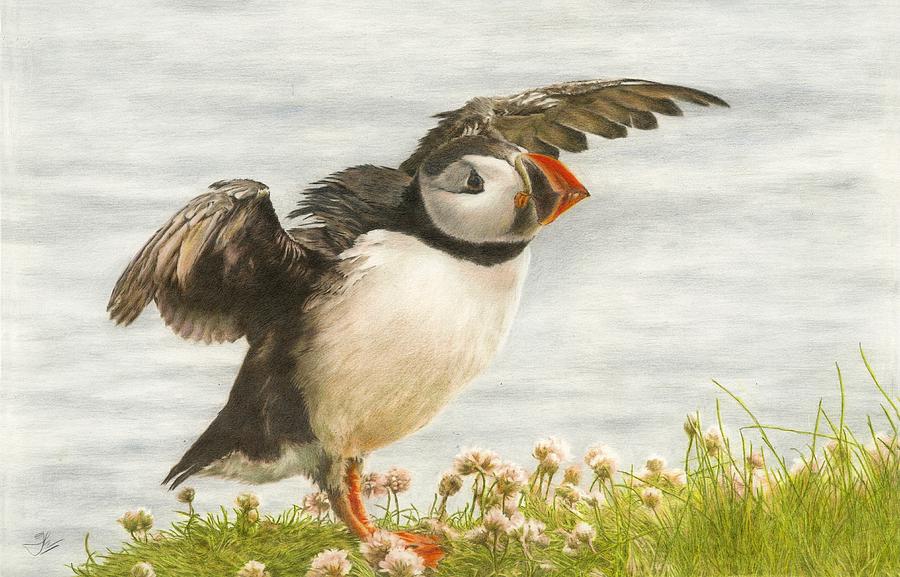 900x577 Puffin Taking Flight Drawing - Puffin Drawing
