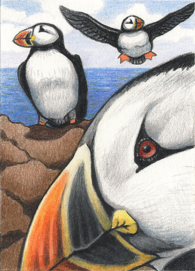 648x900 Puffins Drawing - Puffin Drawing