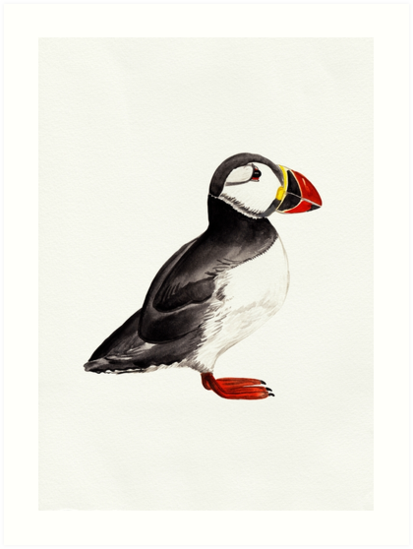 413x549 Watercolour Puffin Drawing Art Prints - Puffin Drawing