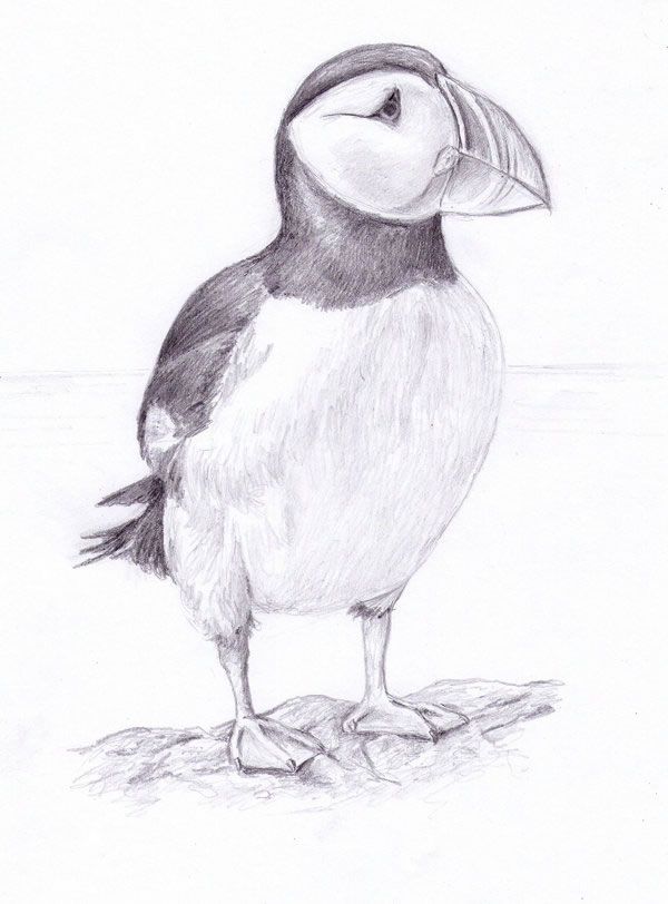 600x812 Puffin Drawing - Puffin Drawing
