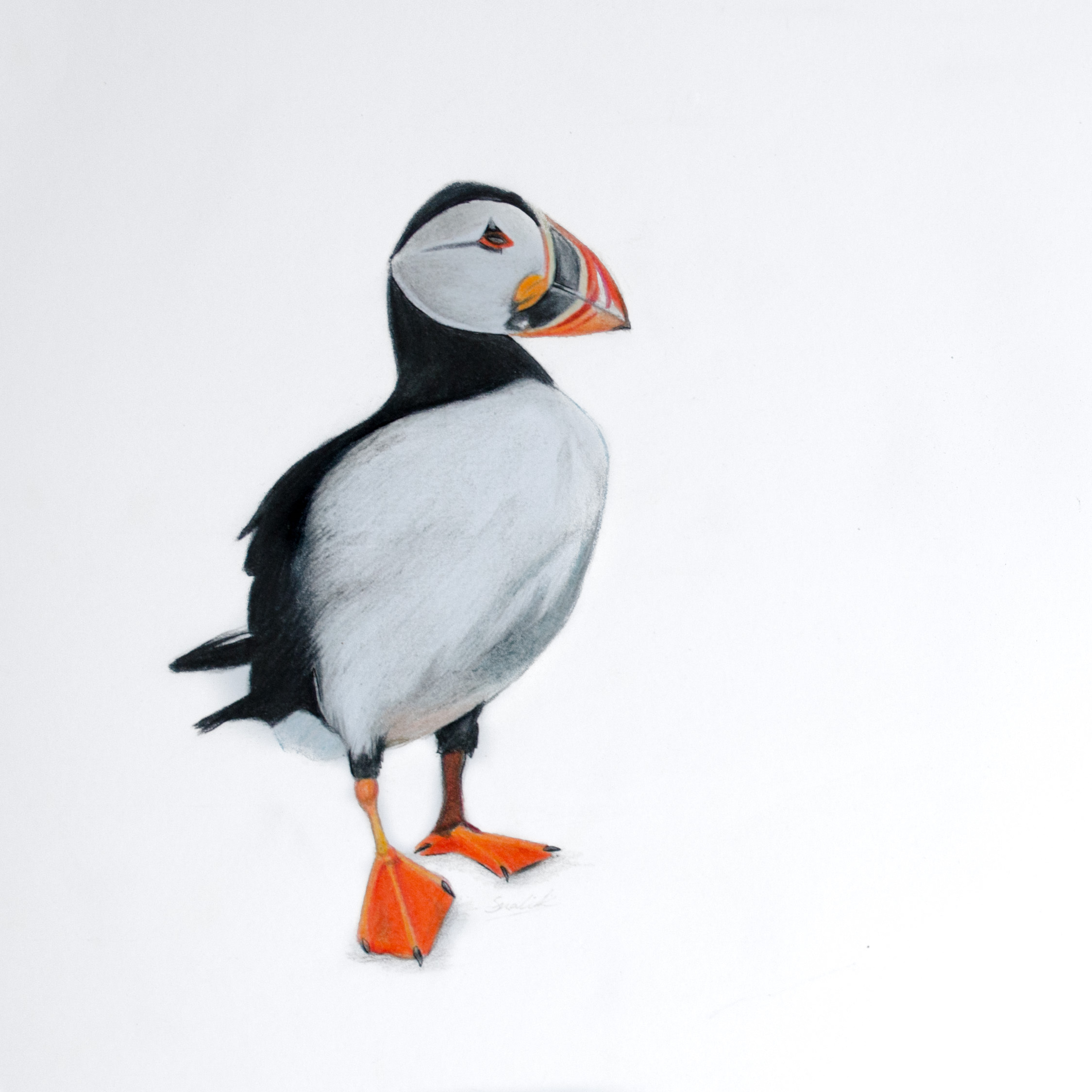 Puffin Drawing At PaintingValley Explore Collection Of Puffin Drawing Puffin Drawing At PaintingValley Explore Collection Of Puffin Drawing