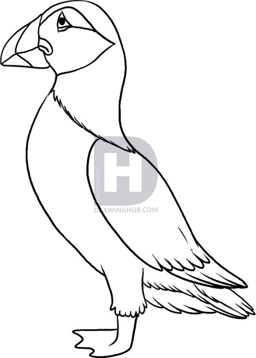 514x720 How To Draw A Puffin, Step - Puffin Drawing