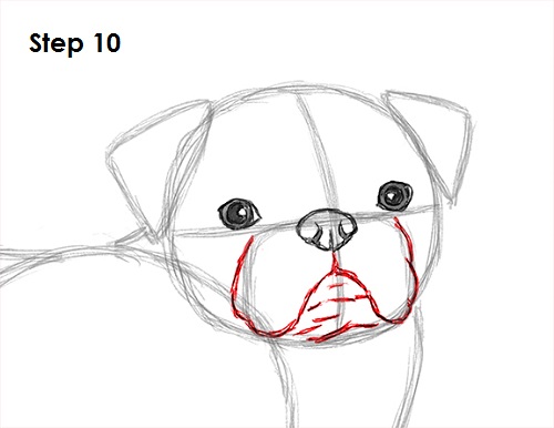 500x386 How To Draw A Dog - Pug Cartoon Drawing