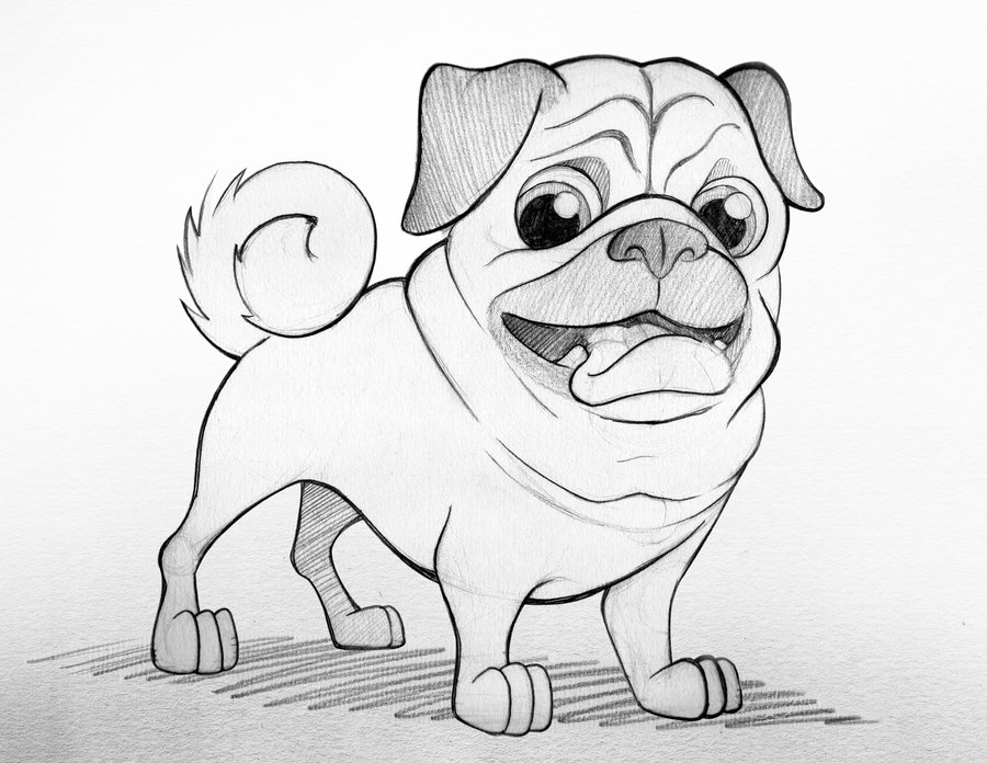 900x696 pug drawing cartoon for free download - Pug Cartoon Drawing