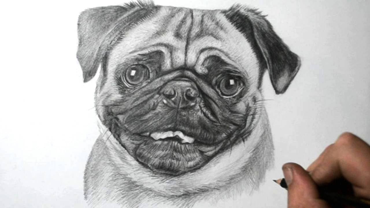 1280x720 How To Draw A Dog - Pug Dog Drawing
