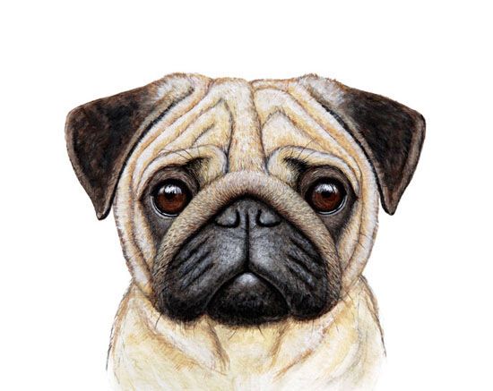 550x437 lines on a face for a pug for detail is very important for my - Pug Dog Drawing