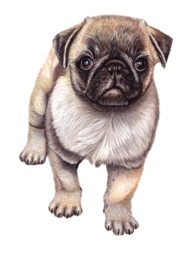 350x495 original mops pet portrait pug dog - Pug Dog Drawing